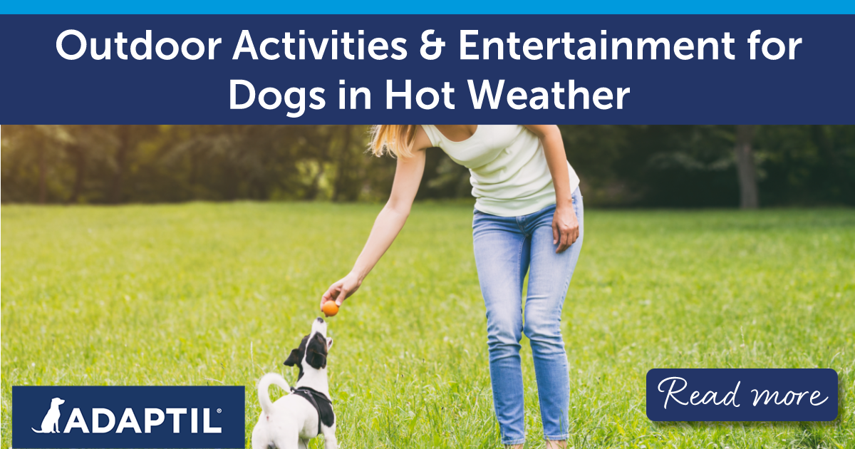 Attività all'aperto e intrattenimento per cani con caldo
