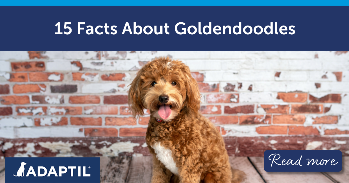 cucciolo di Goldendoodle seduto davanti a un muro di mattoni consumato.