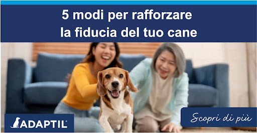 5 modi per rafforzare la fiducia del tuo cane
