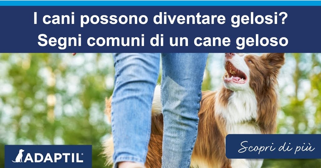 Border Collie che cammina accanto a una donna.
