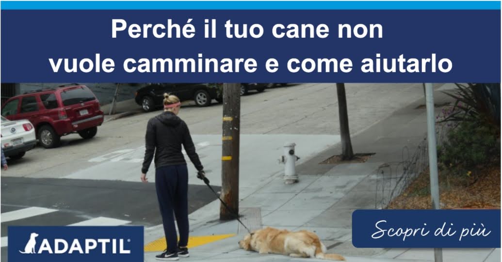 Un umano che cerca di portare a spasso un cane in una strada residenziale con il cane disteso sul pavimento. 