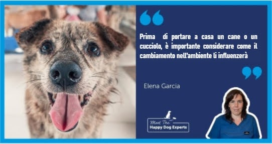 Cane in un rifugio che guarda dritto nella telecamera con la lingua fuori.