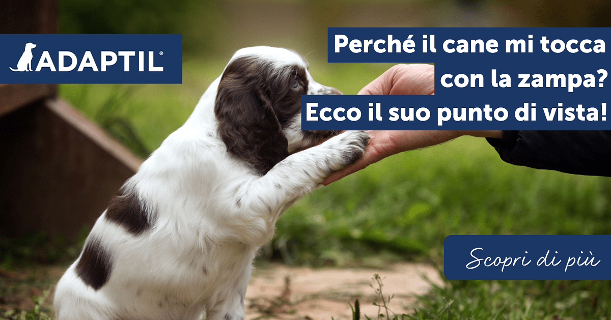 Perché il cane mi tocca con la zampa? Ecco il suo punto di vista!