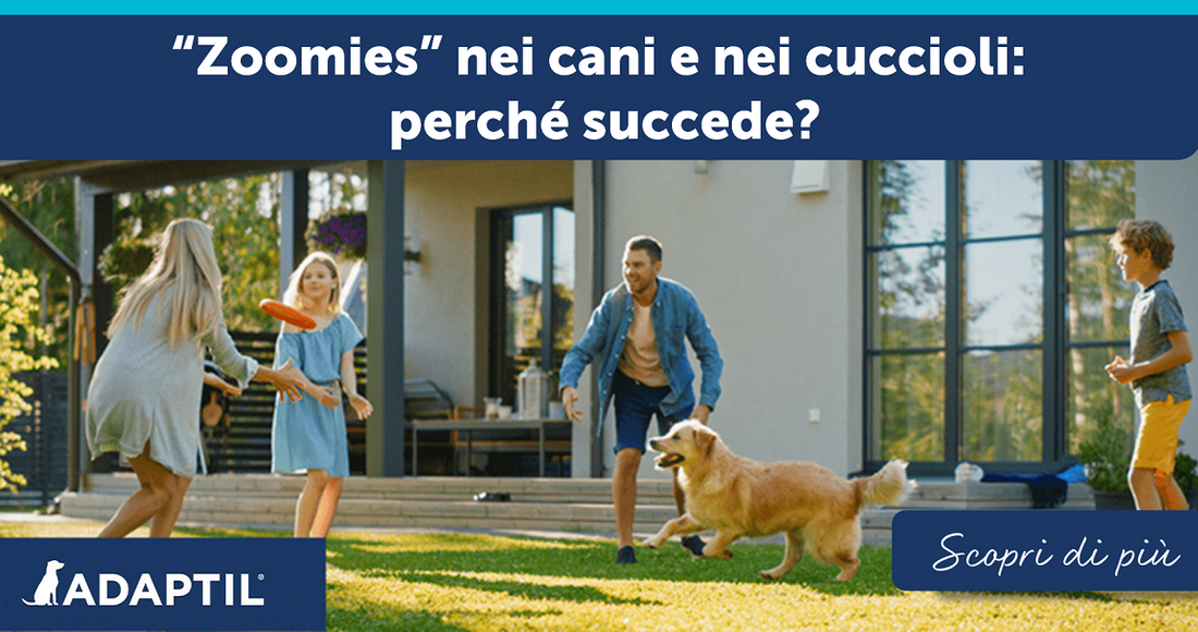 “Zoomies” nei cani e nei cuccioli: perché succede?